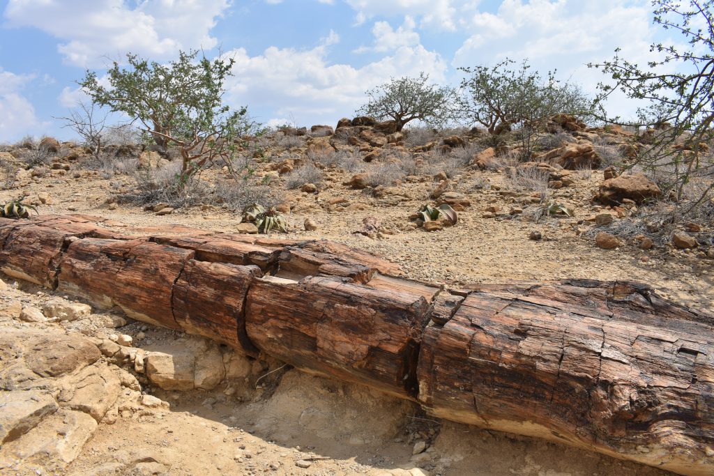 Bosque petrificado Namibia